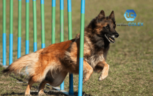empresa construccion circuitos caninos agility madrid